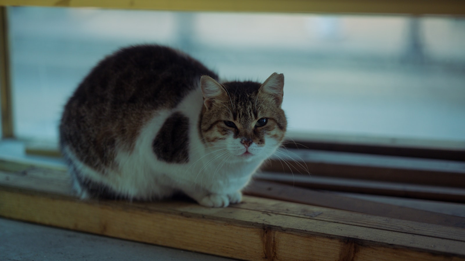 Sitting Cat
