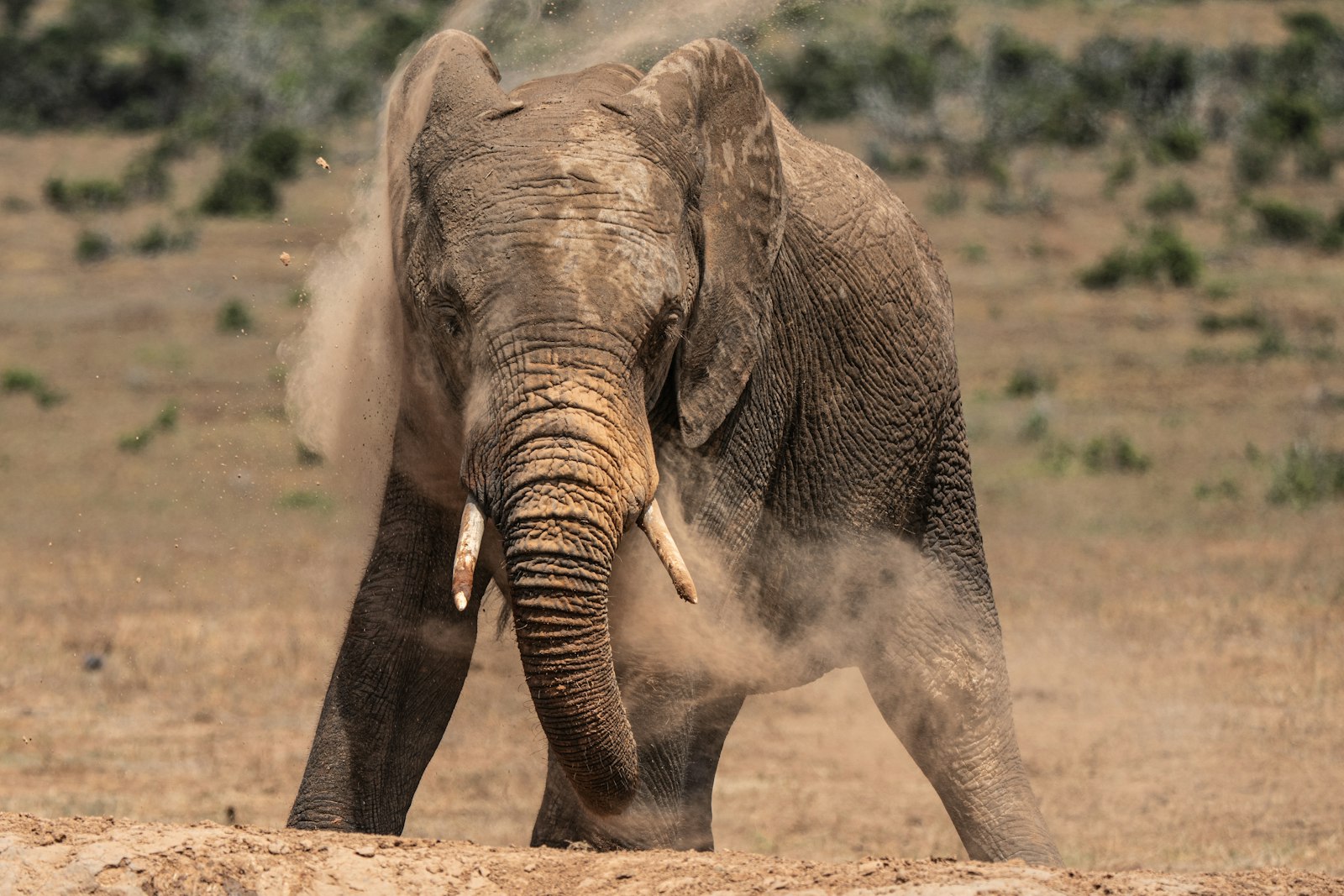 Savanna Elephant
