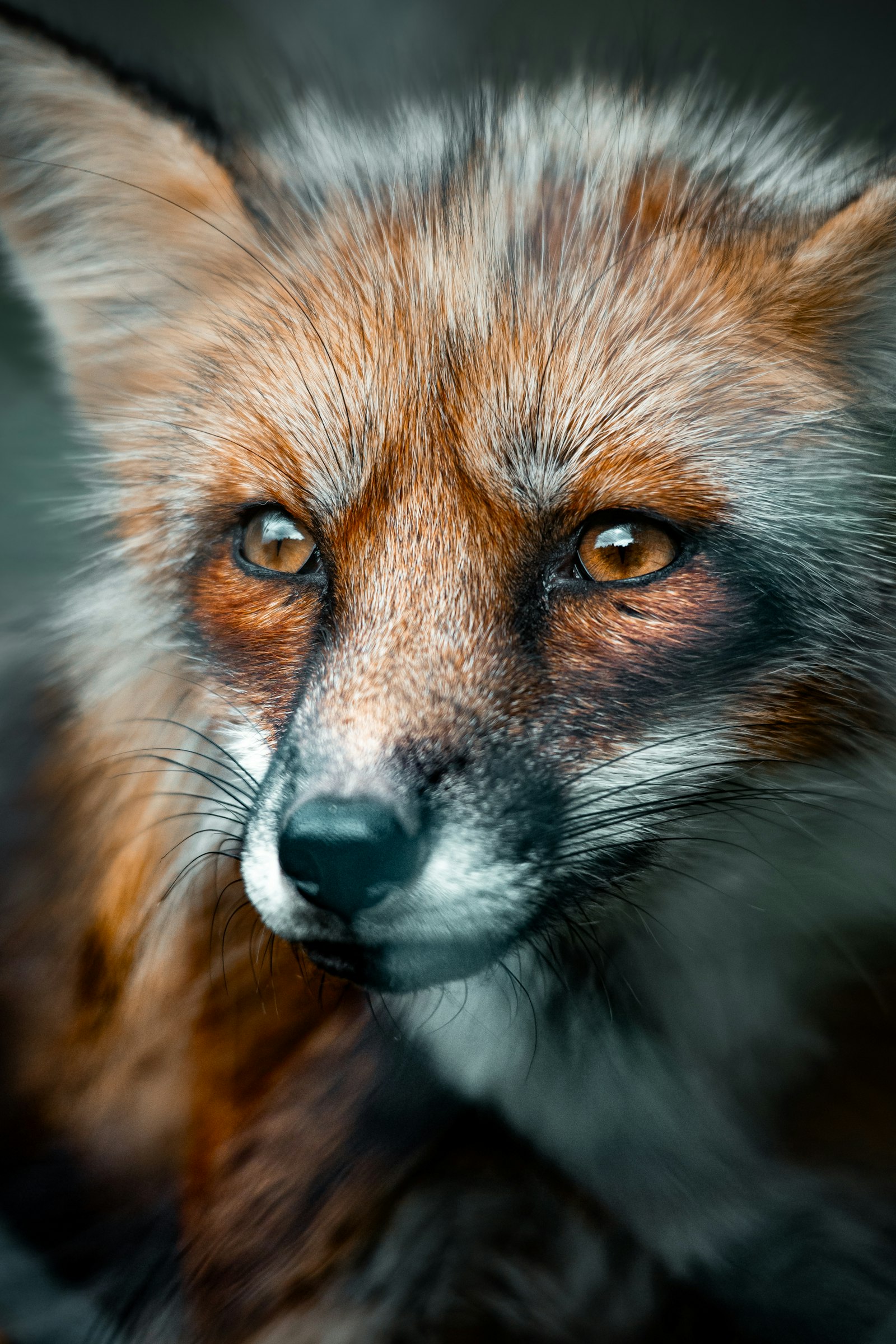 Red Fox Portrait