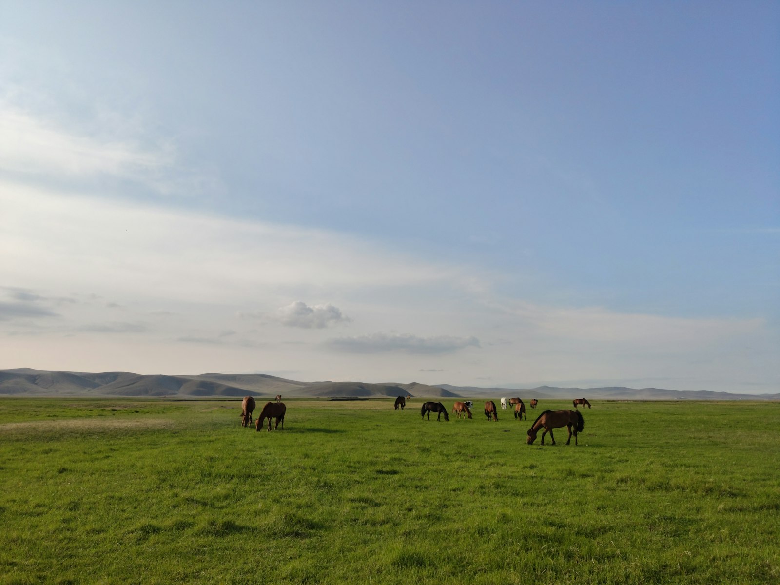 Grazing Horses