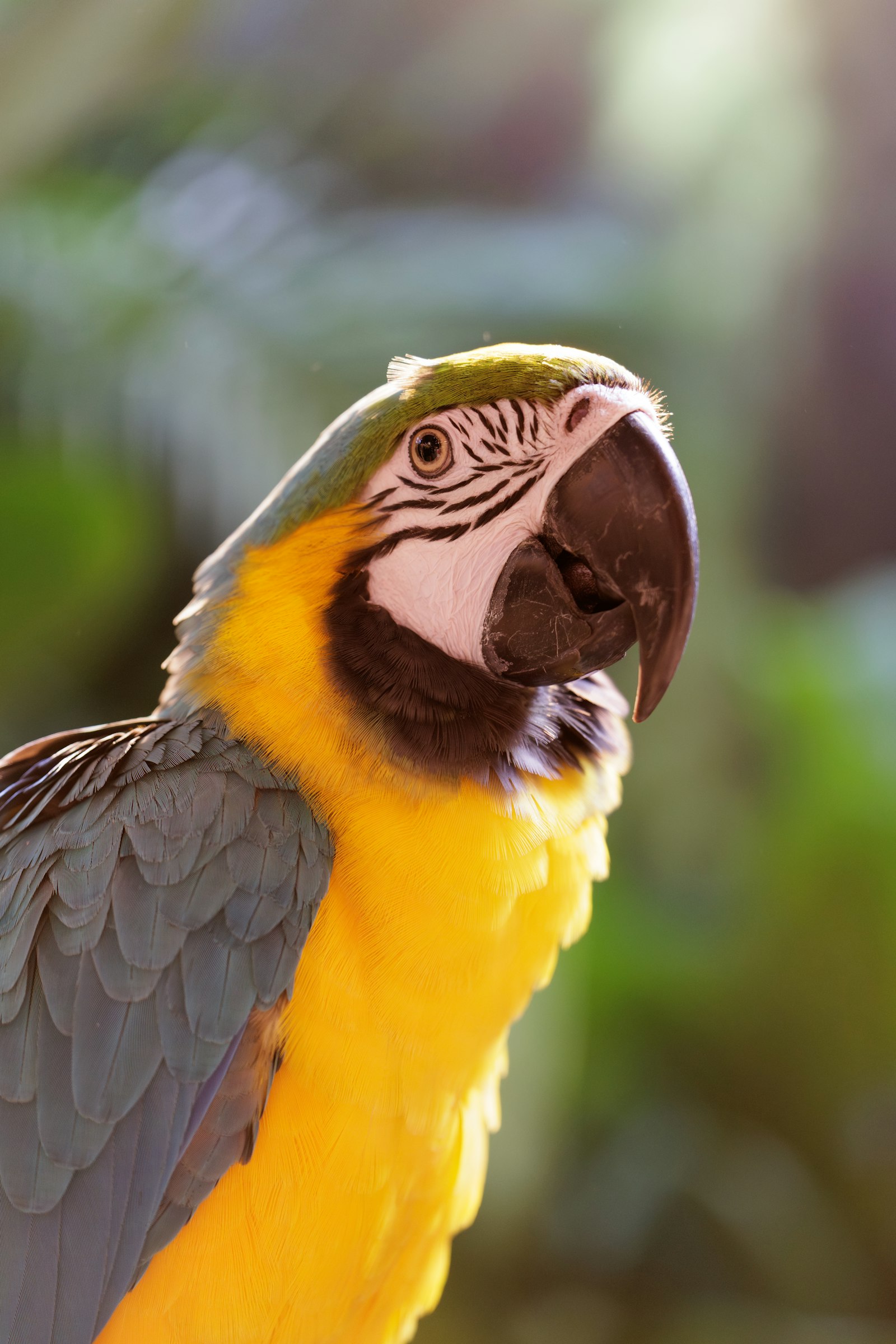 Blue & Gold Macaw