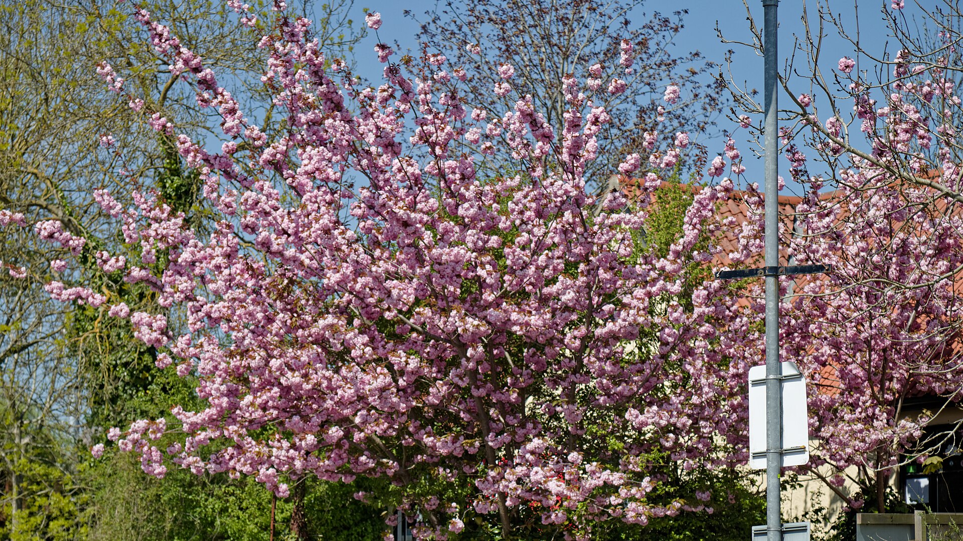 Spring Cherry Blossom