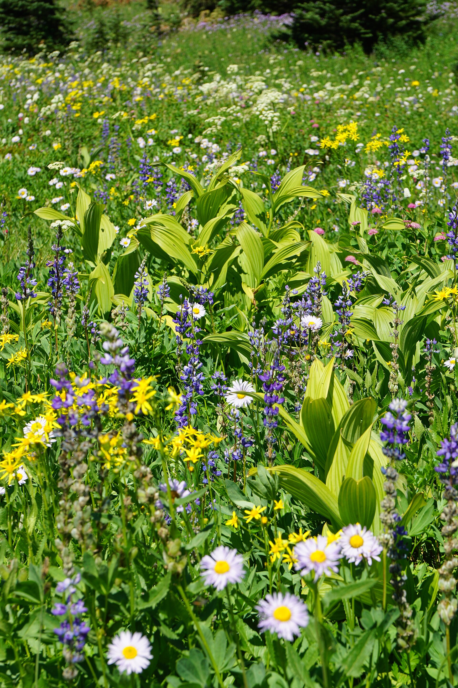 Mount Rainier Wildflowers