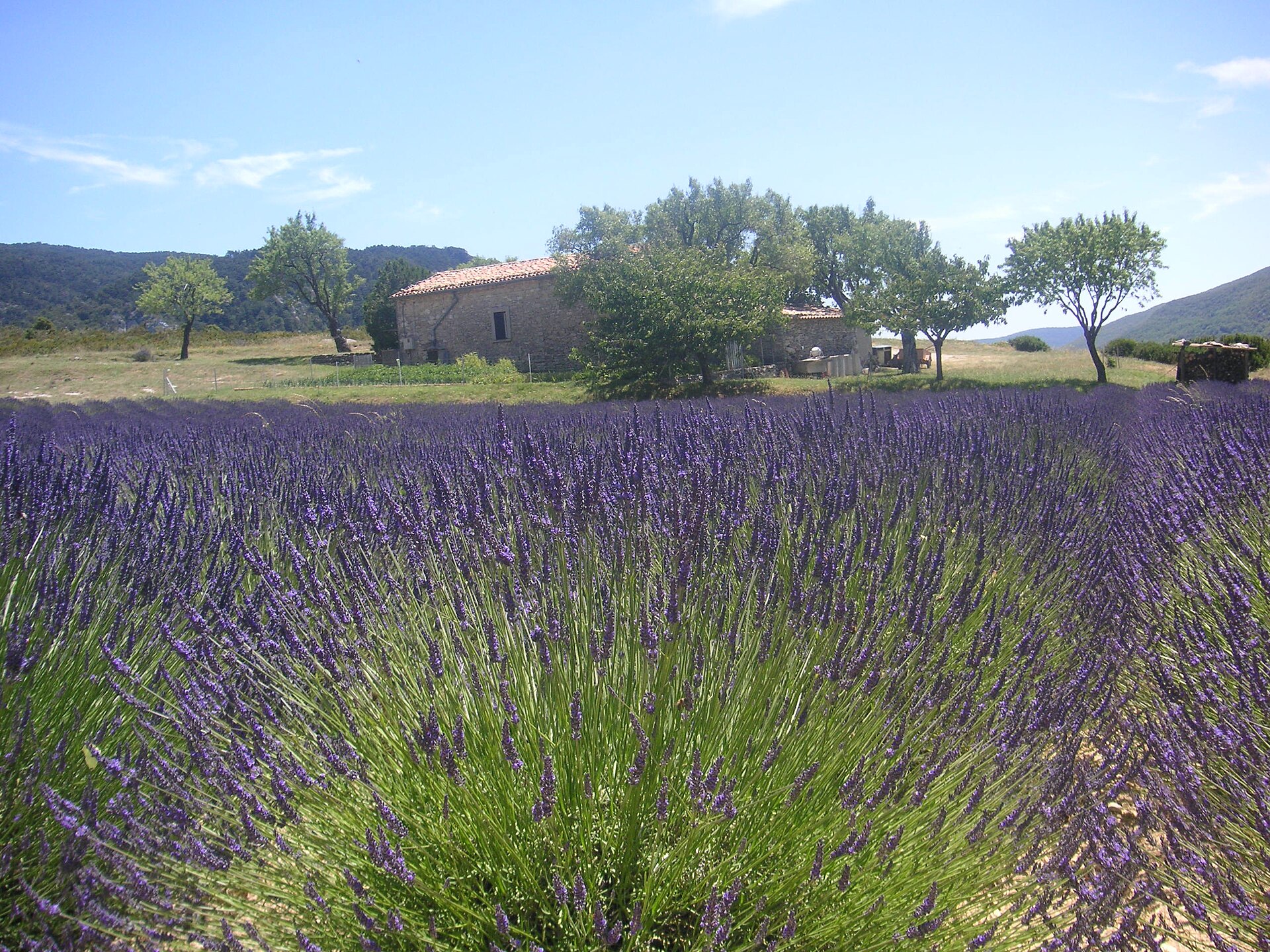 Provence Lavender Field