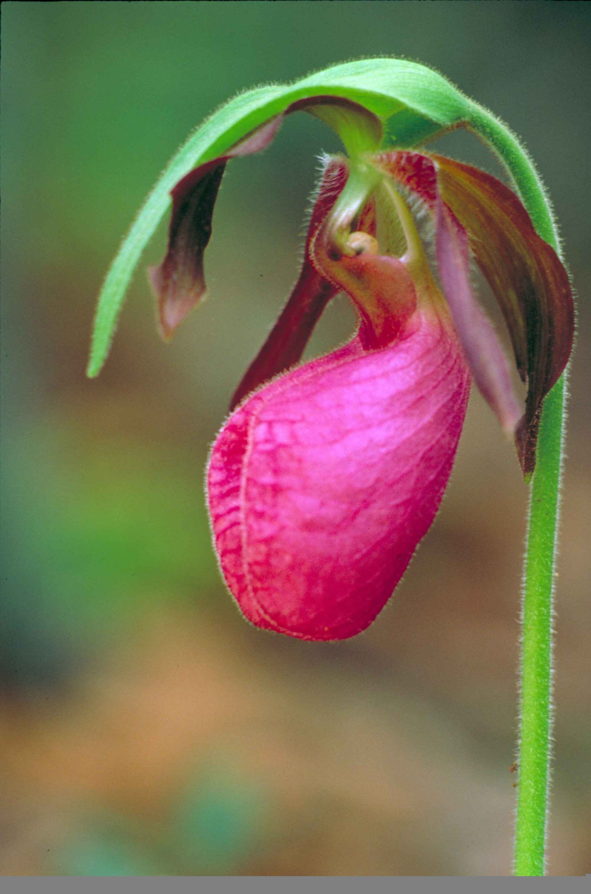 Pink Lady’s Slipper Orchid