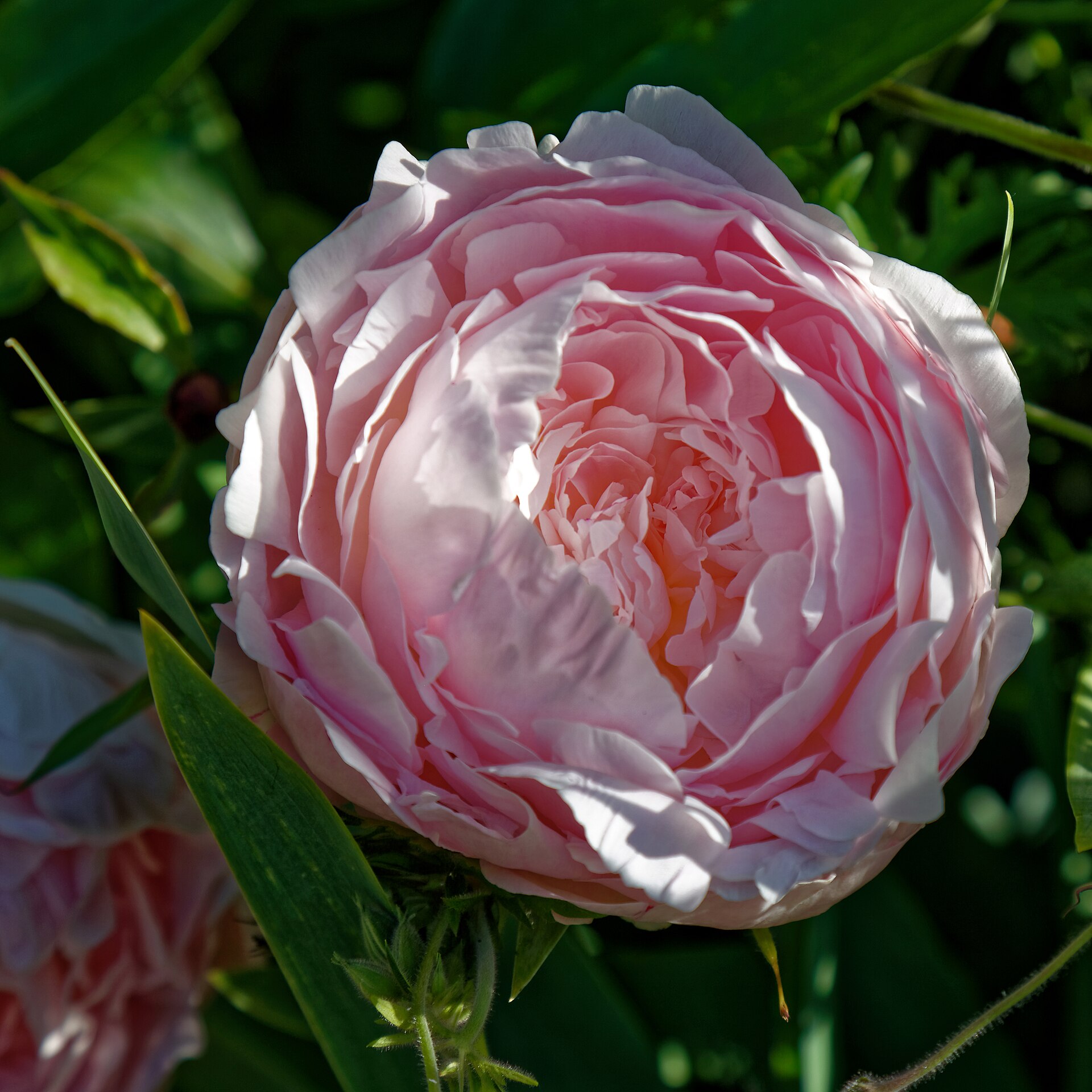 Pink Peony
