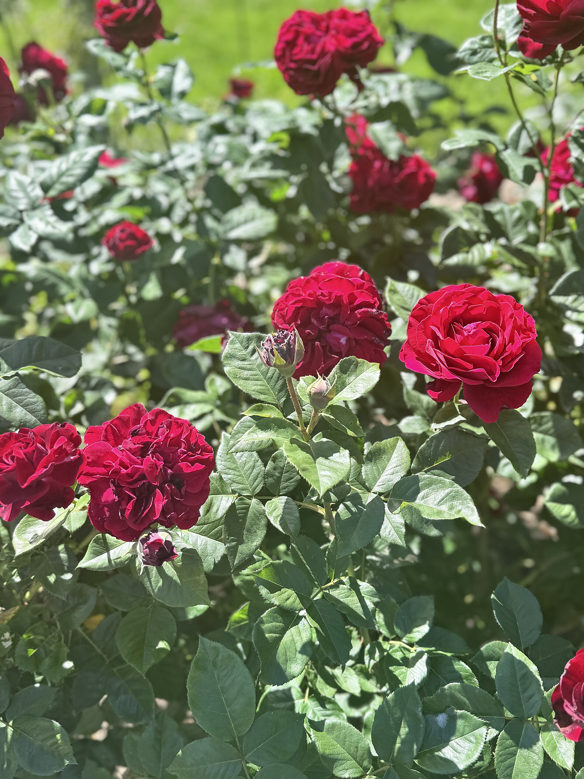 Red Rose Garden