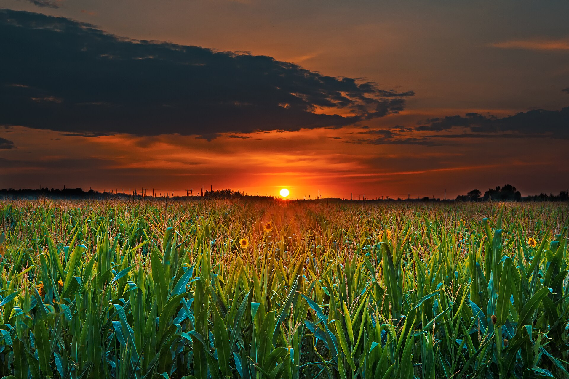 Cornfield Sunset