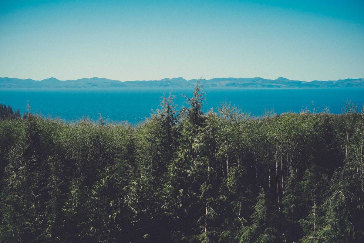 Coastal Pine Forest