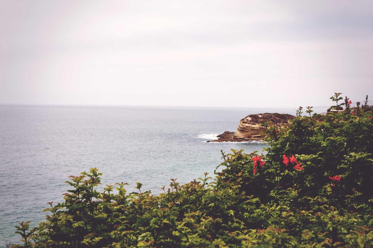 Wildflower Coast