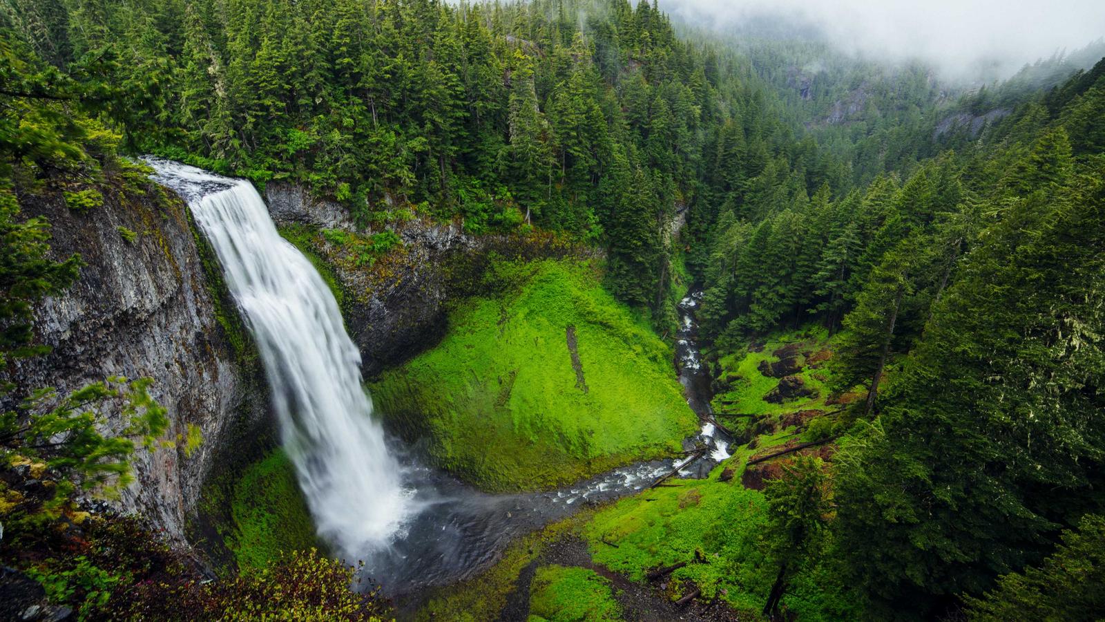 Forest Waterfall