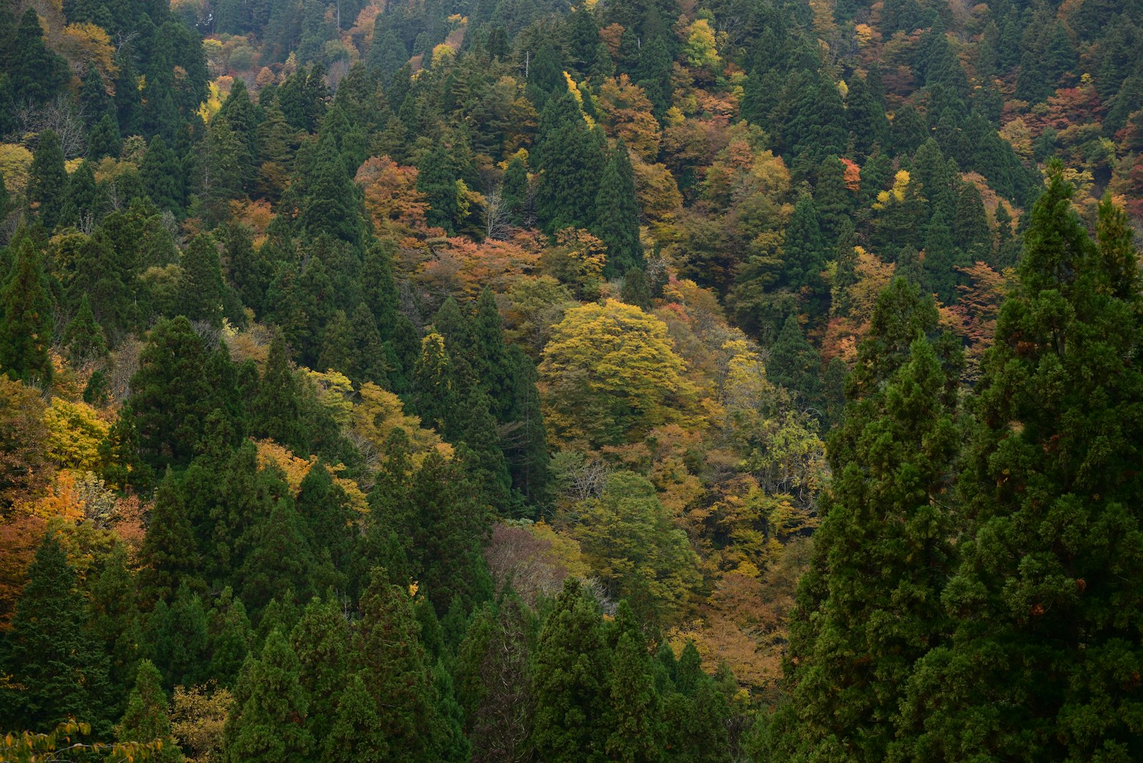 Autumn Forest