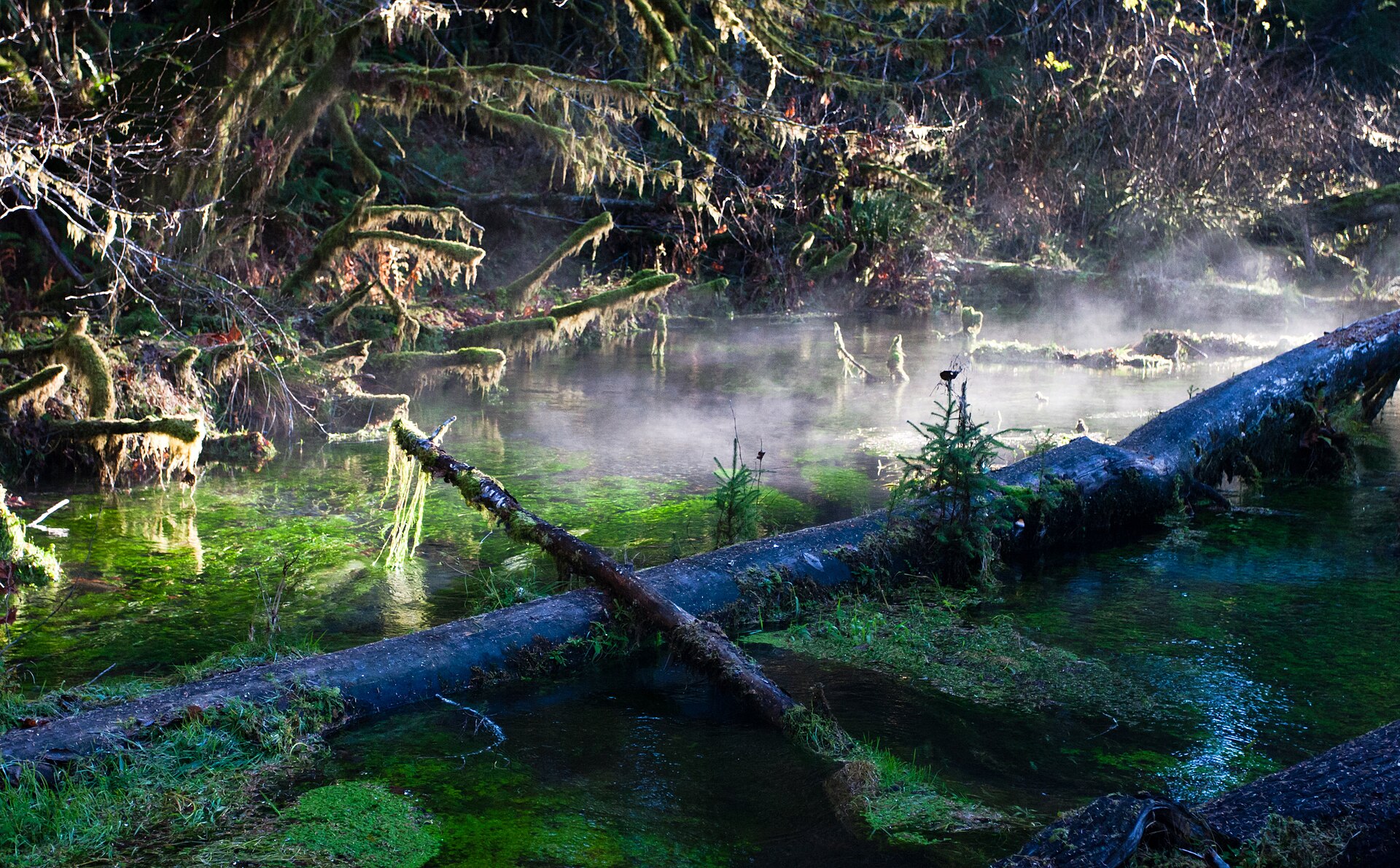 Hoh Rain Forest