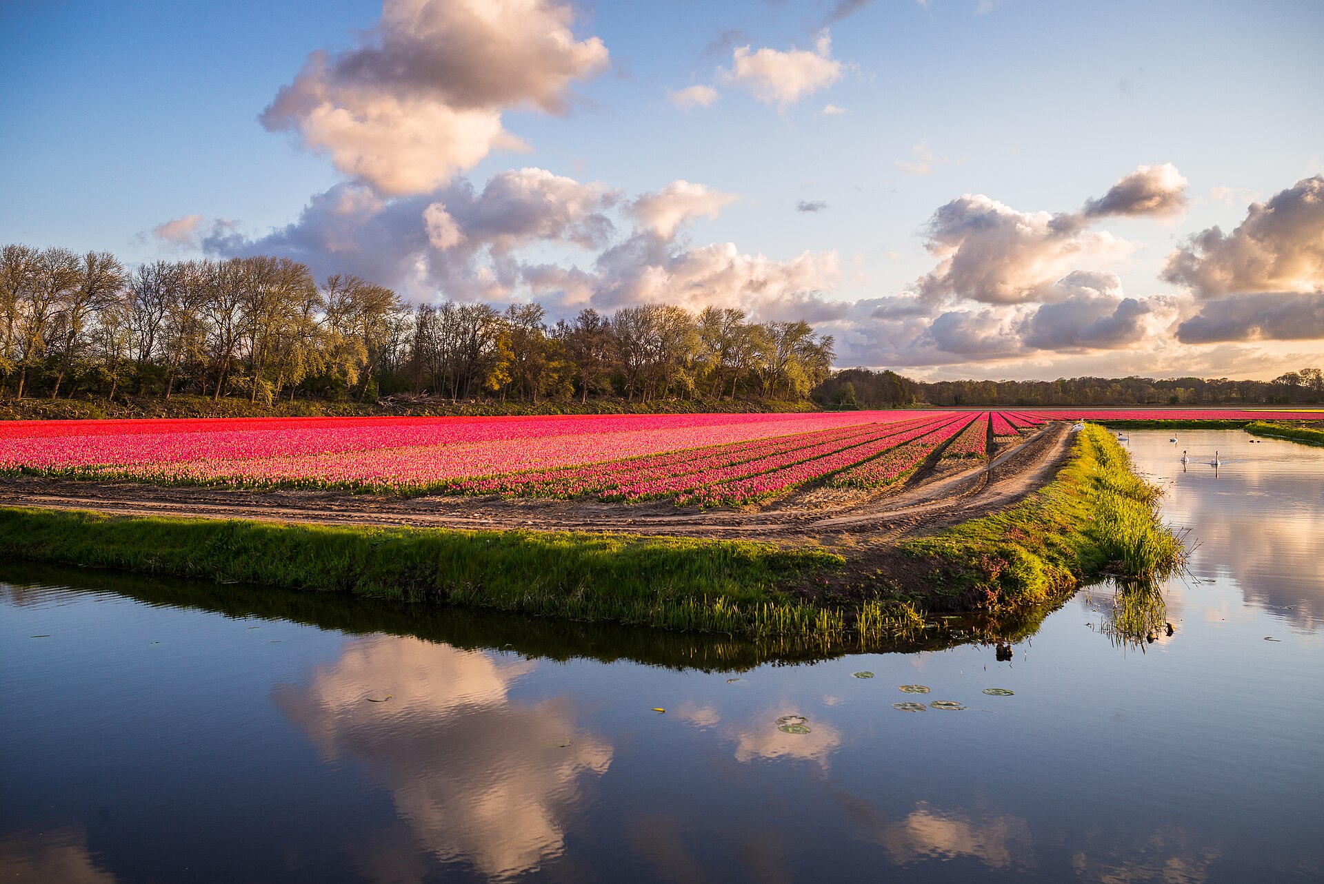 Tulip Fields, Holland