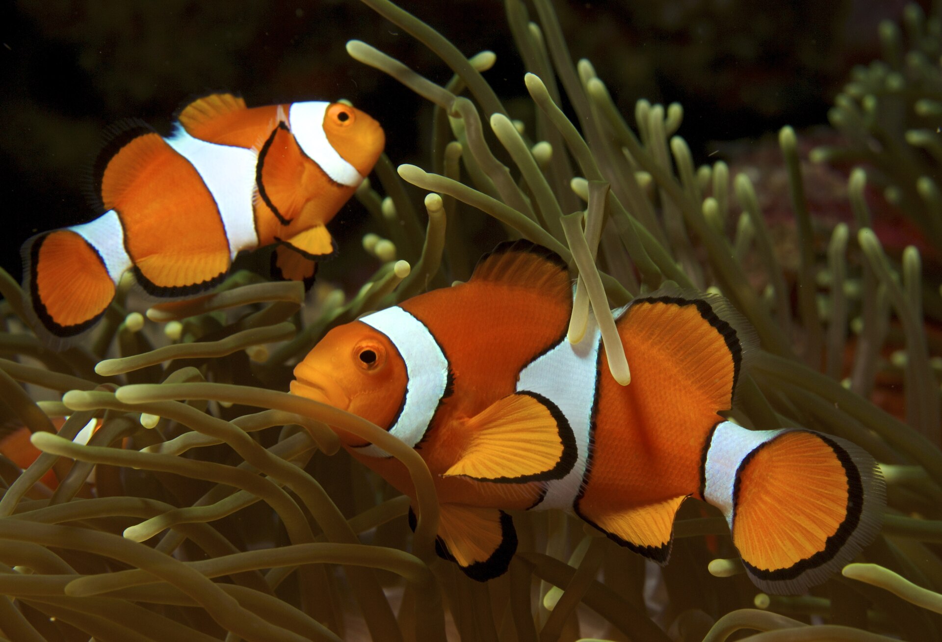 Clownfish in an Anemone