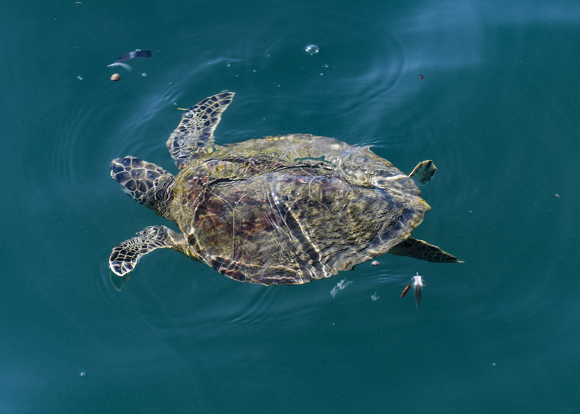 Green Sea Turtle