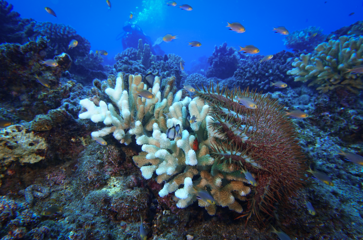 Coral Reef & Starfish