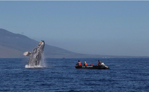 Breaching Humpback Whale