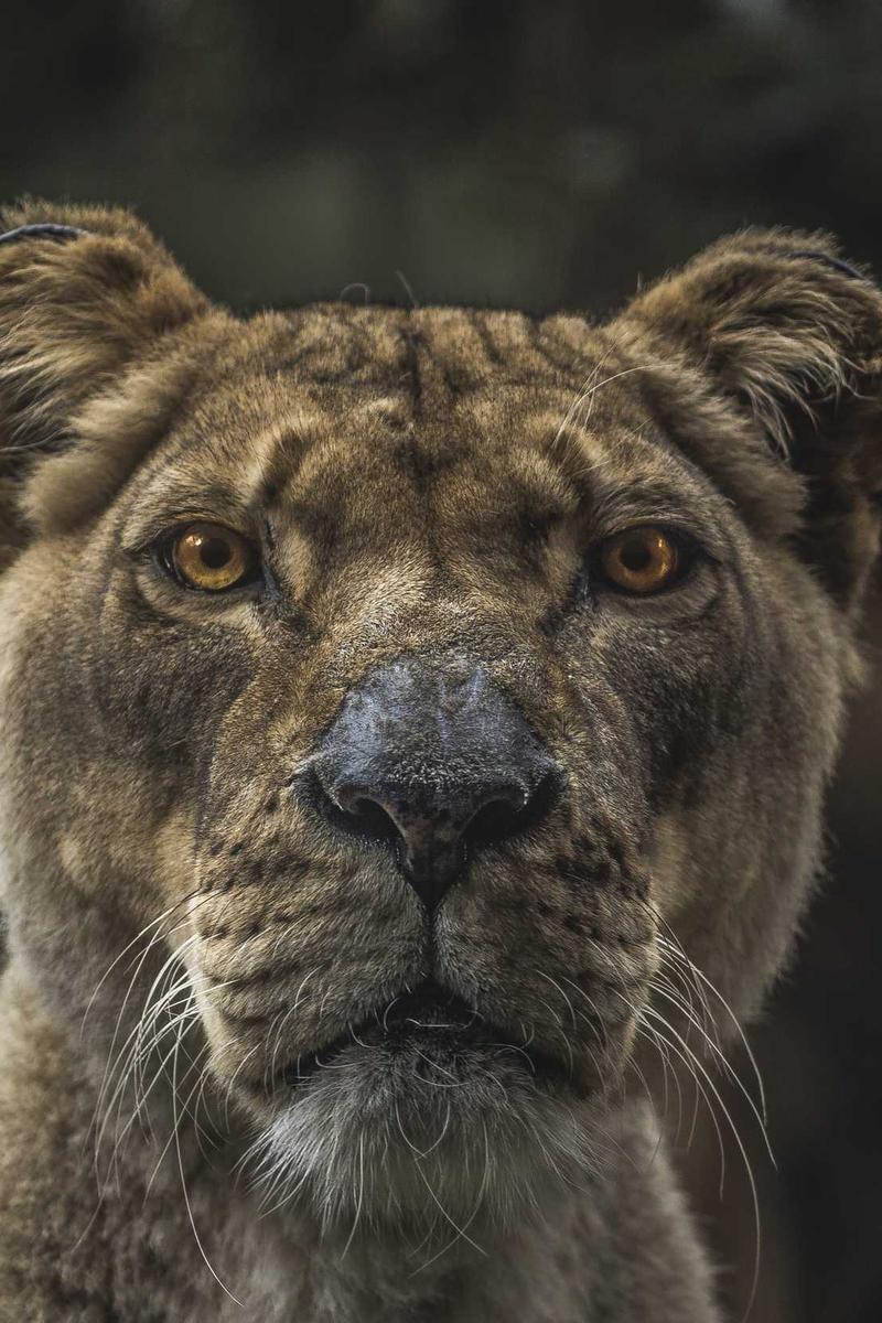 Lioness Portrait