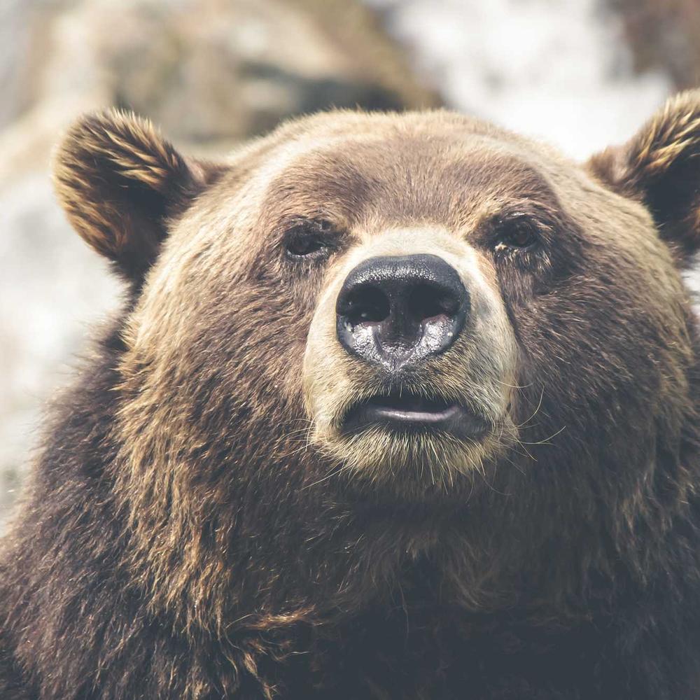 Grizzly Bear