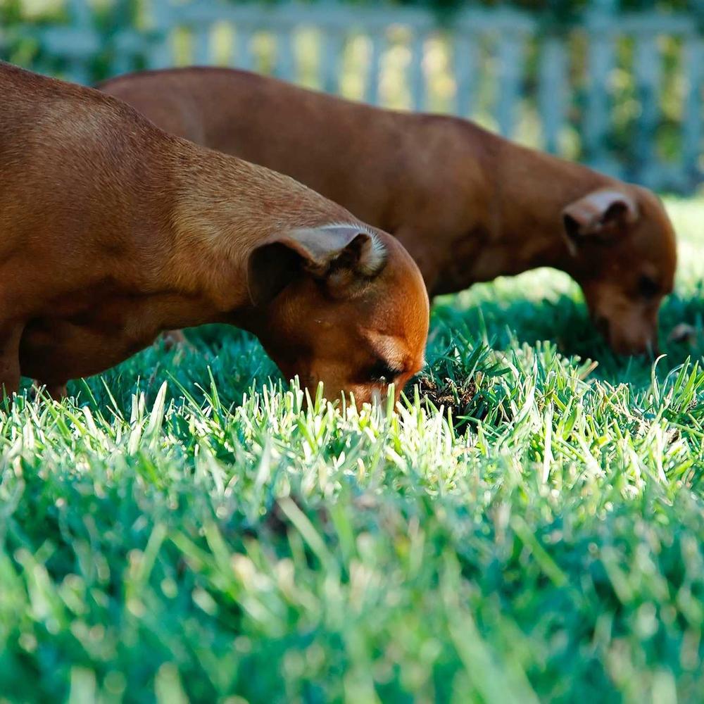 Garden Dachshunds