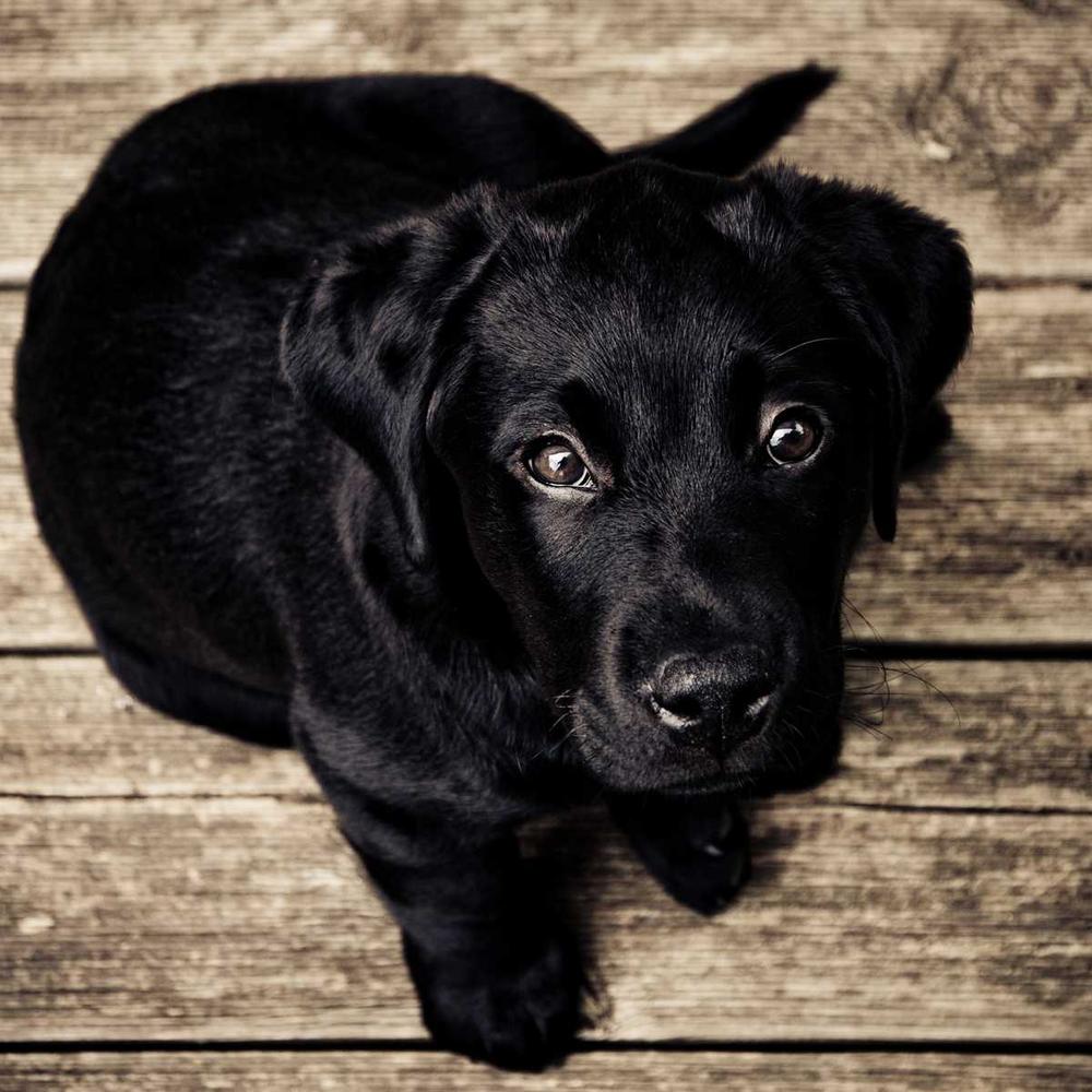Curious Puppy